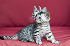 Bengal Cat Kitten