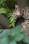Bengal Cat Kitten