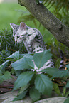 Bengal Cat Kitten