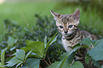 Bengal Cat Kitten