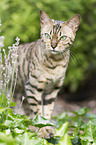 Bengal Cat