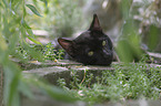 Bengal Cat