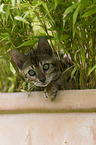 Bengal Cat