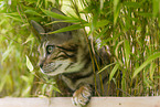 Bengal Cat