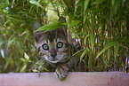 Bengal Cat
