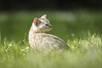 Bengal Kitten
