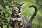 Bengal Cat
