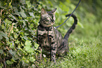 Bengal Cat