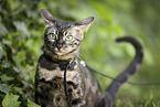 Bengal Cat
