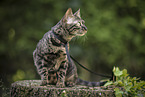 Bengal Cat