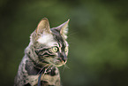 Bengal Cat