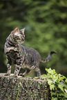 Bengal Cat