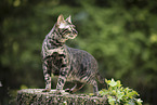 Bengal Cat