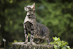 Bengal Cat