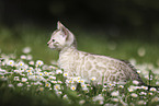 Bengal Kitten
