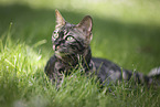 Bengal Cat