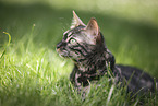 Bengal Cat