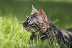 Bengal Cat