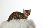 Bengal Kitten