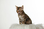 Bengal Kitten
