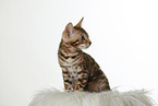 Bengal Kitten