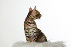 Bengal Kitten