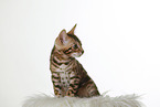 Bengal Kitten