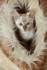 Bengal Kitten