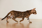 Bengal Kitten