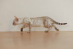 Bengal Kitten