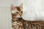 Bengal Kitten
