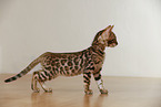 Bengal Kitten
