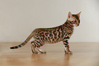 Bengal Kitten