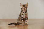 Bengal Kitten
