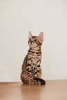 Bengal Kitten