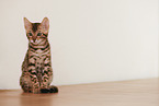 Bengal Kitten