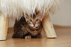 Bengal Kitten