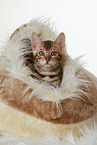Bengal Kitten