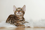 Bengal Kitten