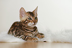 Bengal Kitten