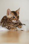 Bengal Kitten