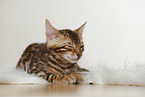 Bengal Kitten