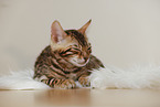 Bengal Kitten