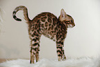 Bengal Kitten