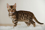 Bengal Kitten