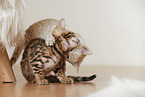 Bengal Kitten