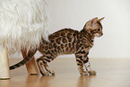 Bengal Kitten