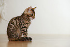 Bengal Kitten