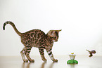 Bengal Kitten