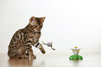Bengal Kitten